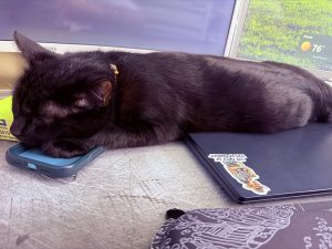 This looks like a comfy spot